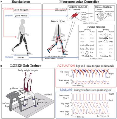 An Adaptive Neuromuscular Controller for Assistive Lower-Limb Exoskeletons: A Preliminary Study on Subjects with Spinal Cord Injury